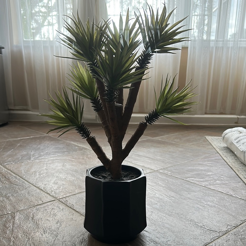 New chic CB2 faux agave plant